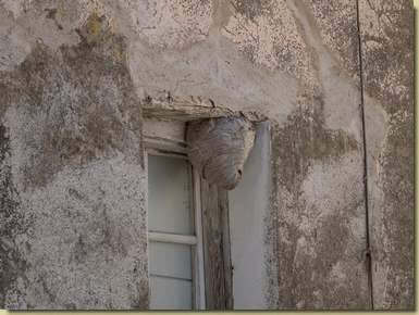 nido di vespe alla finestra...