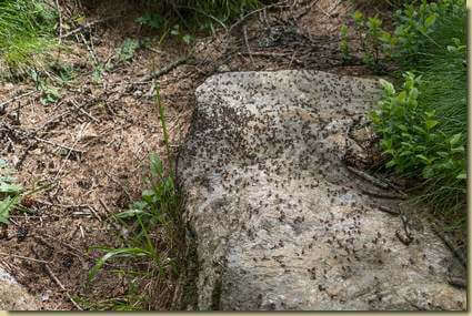 formiche in agitazione...