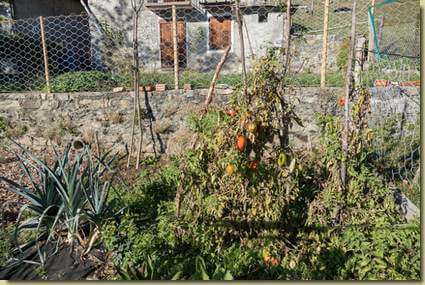 pomodori di fine ottobre ad Arvaldo...