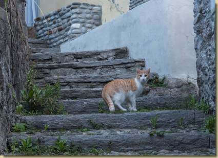 micio di Pontegrande...
