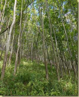 nel bosco presso Albarina...