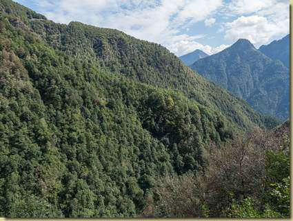 vista verso il bosco di Albarina...