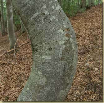 grinze della natura...