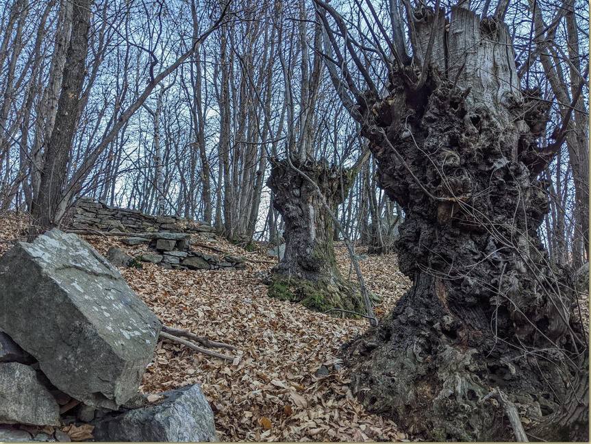 i castagni di Ca' Togn...