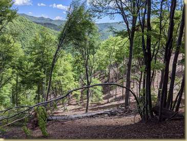 discesa nella faggeta...