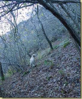 la guida ha trovato il sentiero che traversa...