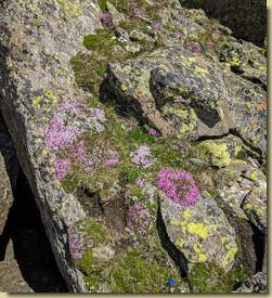 roccia fiorita...