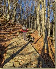 salendo nella faggeta...