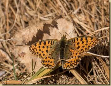 farfalla risvegliata dal tiepido sole...