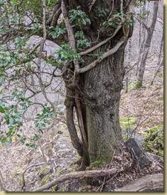 la grossa edera che ha avvolto l'albero davanti al rudere...