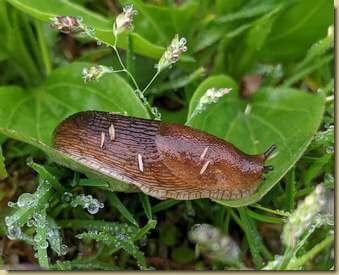 c'è chi gradisce l'umidità...