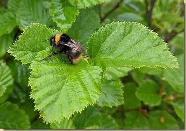 Bombo infreddolito...
