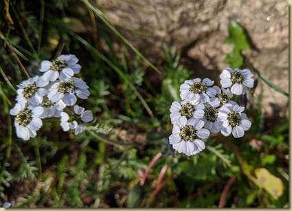 Achillea...