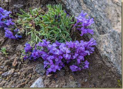 Linaria alpina...