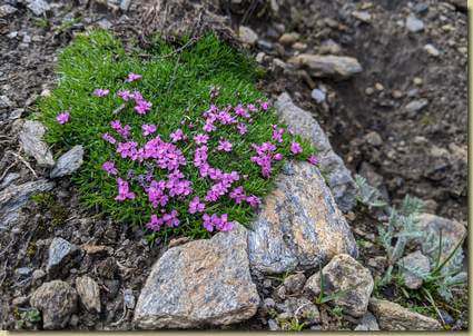 Silene...
