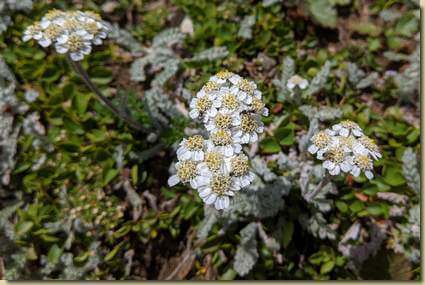 Achillea...