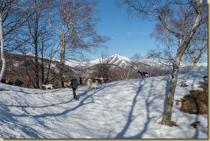 un saluto alle caprette...