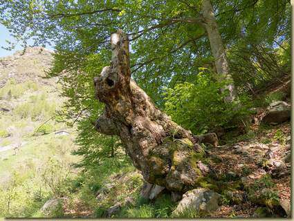 creature del bosco...