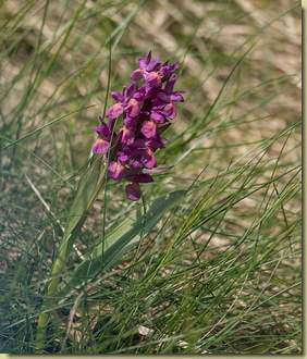 la prima orchidea del 2016...