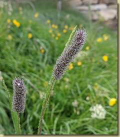 Phleum...
