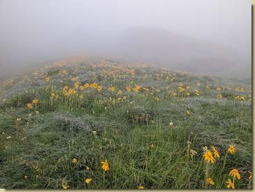 distesa d'Arnica...