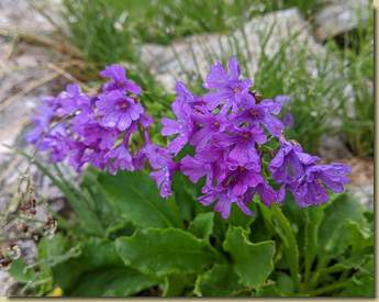 Primula...