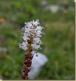 Persicaria...