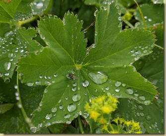Alchemilla...