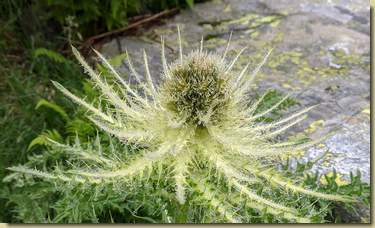 Cirsium...