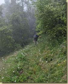 salita nel bosco...