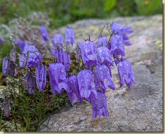 Campanula excisa...
