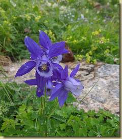 Aquilegia...