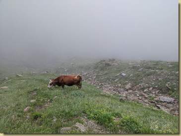 al pascolo...