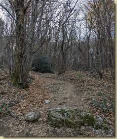 un tratto nel bosco...