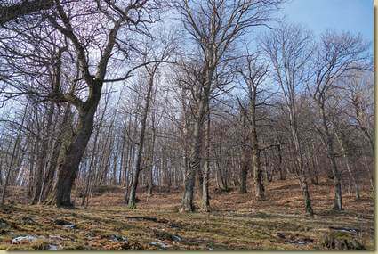 castagneto...