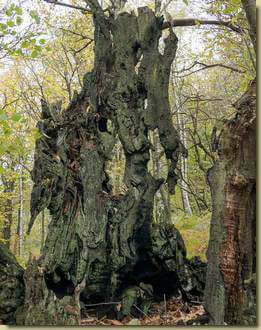 creature del bosco...