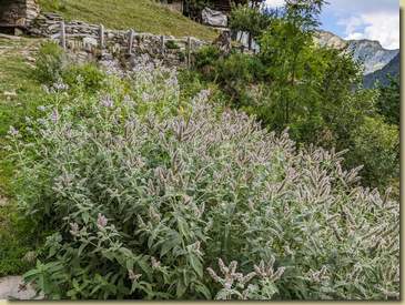 menta fiorita...