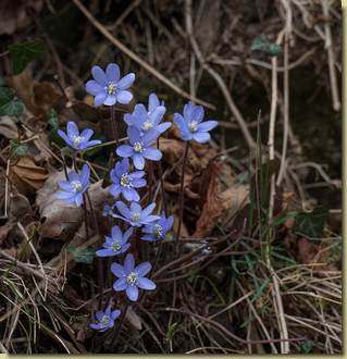 Hepatica nobilis...