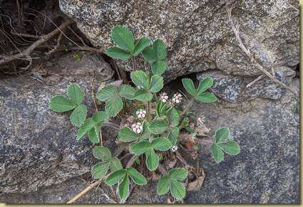 Potentilla sterilis...