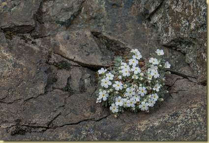 Androsace villosa...