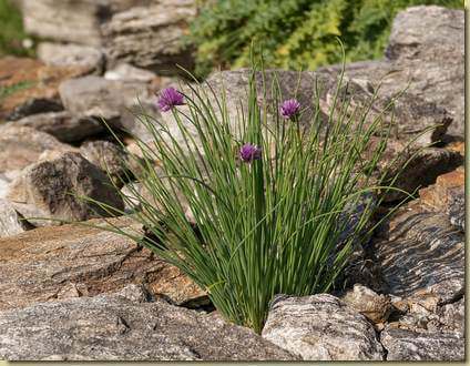 Allium schoenoprasum...