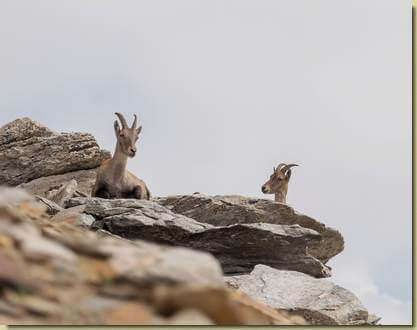 a riposo sulla cresta...