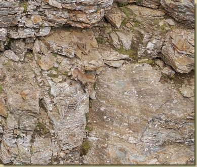 stambecco sul precipizio...