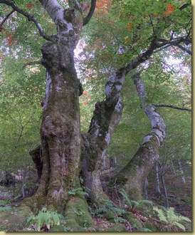 all'inizio del sentiero per L'Agar&egrave;...