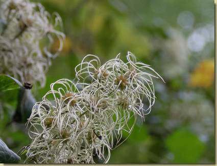 i semi sono quasi maturi...