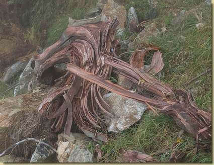 larice "sfogliato"...