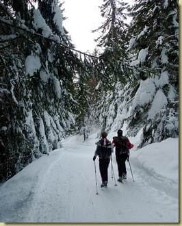 scendendo nella pineta...