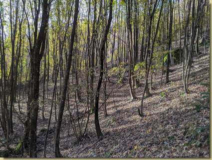 salendo nel bosco...