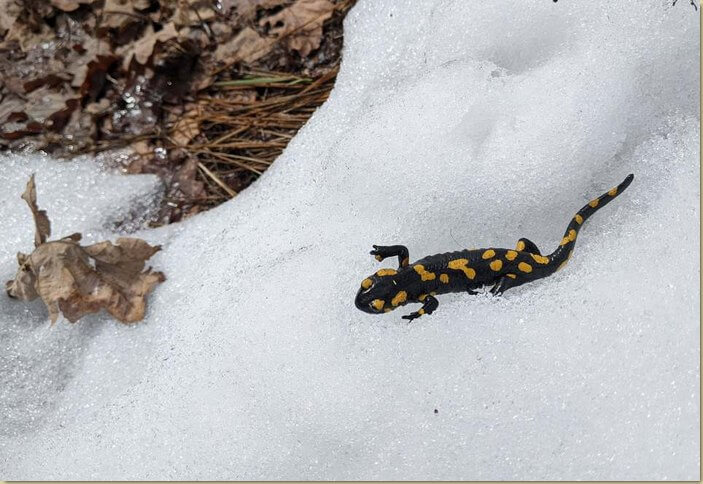 Salamandra sulla neve...