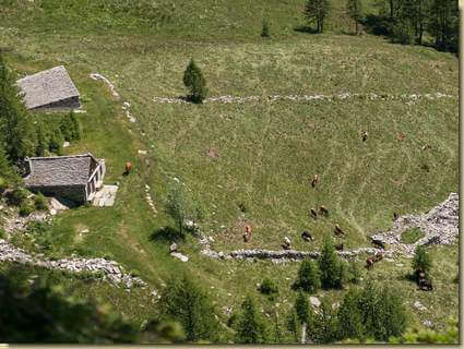 mucche sui prati dell'Alpe Paione...